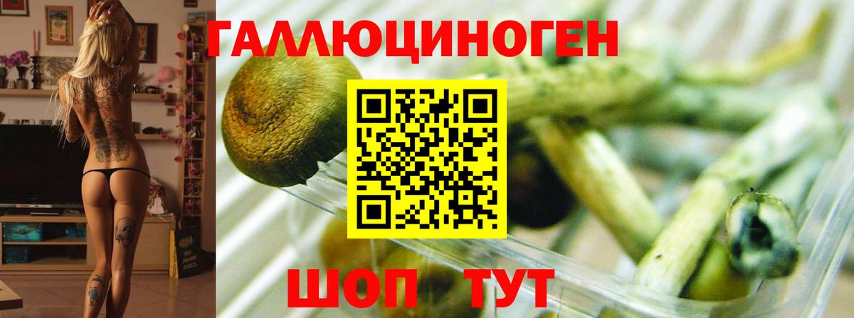 Псилоцибиновые грибы мицелий Туапсе